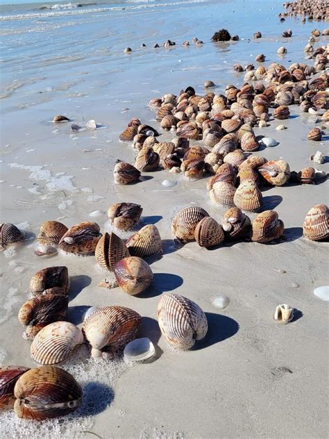 Sanibel island shelling guide where and how to find the best ones – Artofit