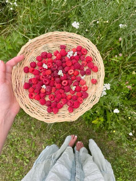 Raspberry picking in 2025 | Picnic inspiration, Red springs, Spring has ...