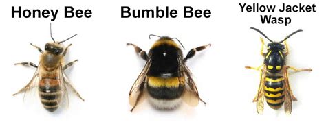 Bee Swarm Simulator Script Pastbien 的图像结果