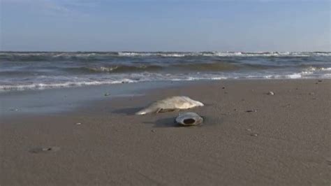 Thousands of dead fish along the Texas Gulf Coast; red tide algae ...