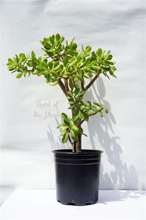 Jade Tree 26" - Grown in 5 Gal - Shipped Bare Root No Pot - Etsy