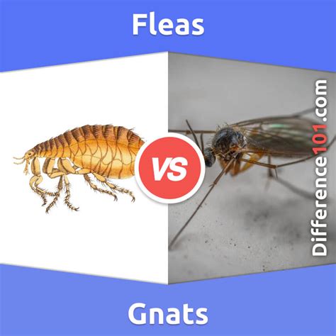 Fleas vs. Gnats: 5 Key Differences, Pros & Cons, Similarities ...
