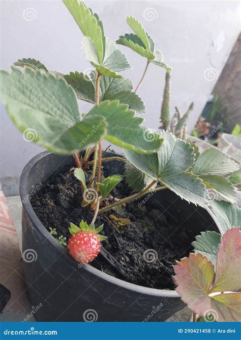 Strawberry in the pot stock photo. Image of yummy, strawberry - 290421458