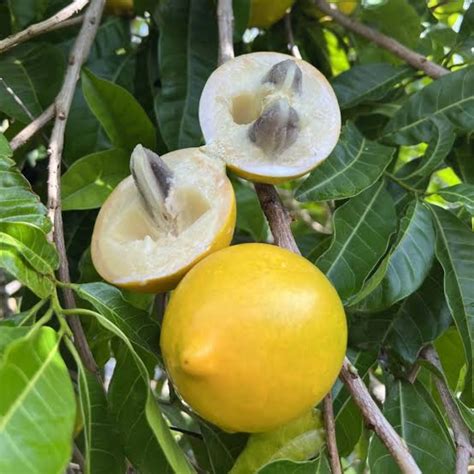 Abiu ( Pouteria Caimito ) Fruit Live Plant (Home & Garden) – Hug A Plant