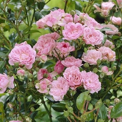 Opleaves Rare Climbing Rose Flower Creeping Wild Rambling, Blooms ...