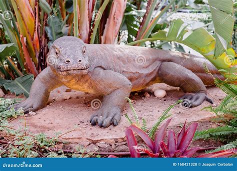 Recreation of the Life-size Komodo Dragon Reptile Stock Photo - Image of nature, looking: 168421328