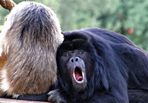 Image result for Bug Infested Baby Monkey