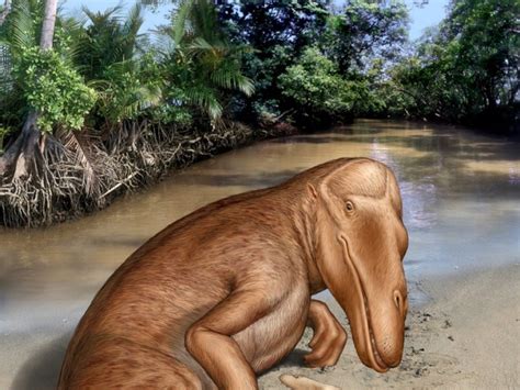 Evolution Tree Of Whales at Craig Alston blog