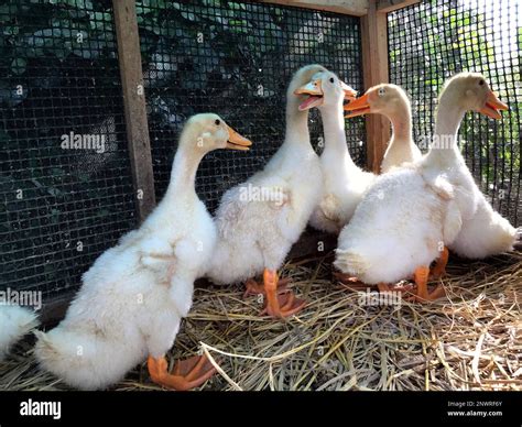 Ducks in cage on farm hi-res stock photography and images - Alamy