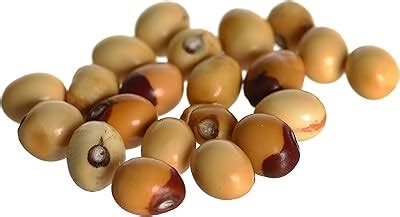 Buy Real Seed Safed Gunja | White Rosary Pea | Goddess Lakshmi Chirmi ...