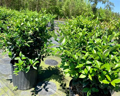 Wax Leaf Ligustrum Japonicum, Waxed Ligustrum, Compact Shrub, Waxed ...