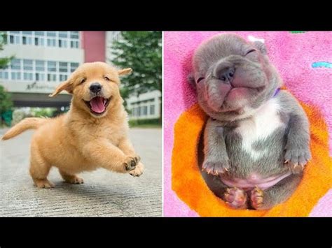 Funny Dog And Baby Pictures