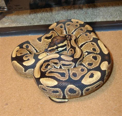 Image result for Python Regius Lesser