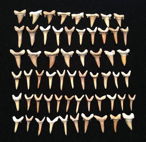 Sand Tiger Shark Tooth