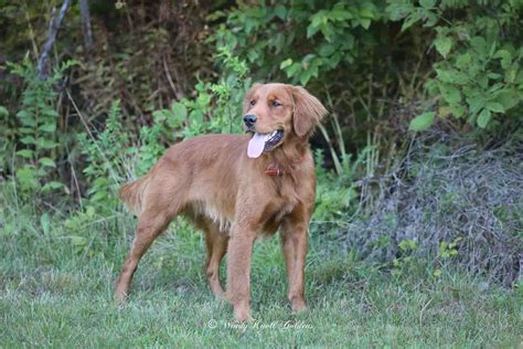 Field Golden Retriever