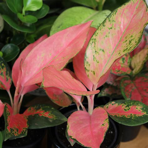 Chinese Plant With Red Leaves Aglaonema 'Anyamanee' Red Valentine
