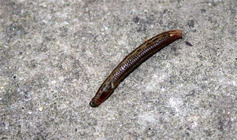 Phylum Annelida & Other Worms — Coke Smith Wildlife