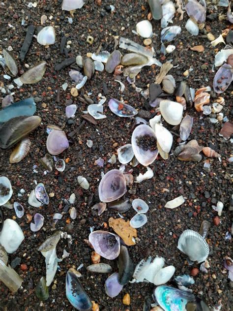 Image result for Amazing Shells