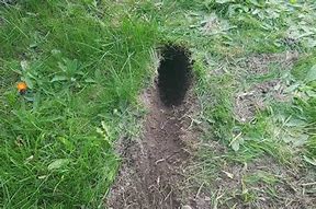 Image result for Rabbit Burrows in Yard
