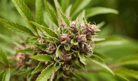 HHC: What is it and will it get you high? | Weedmaps