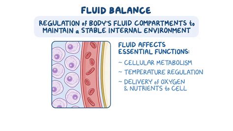 Image result for Transcellular Fluid