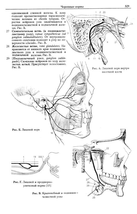 Лицевой нерв (VII)