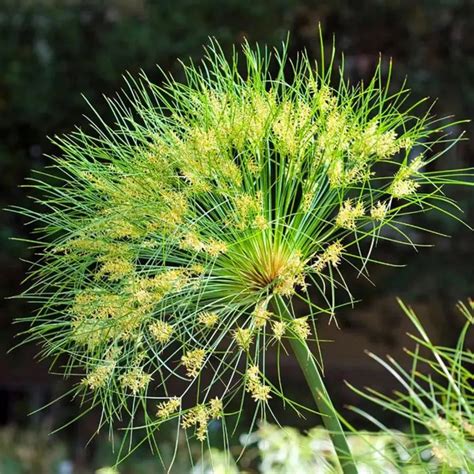 Cyperus papyrus | papyrus sedge, Aquatic plant – Lalit Enterprise