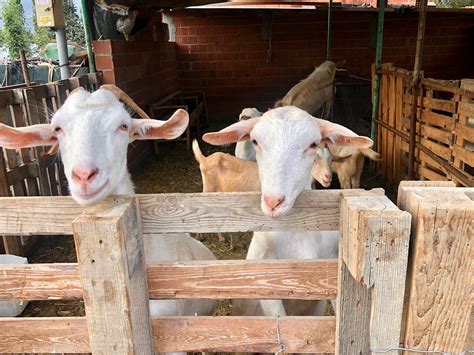 Bayindir Tourism (2023): Best of Bayindir, Türkiye - Tripadvisor