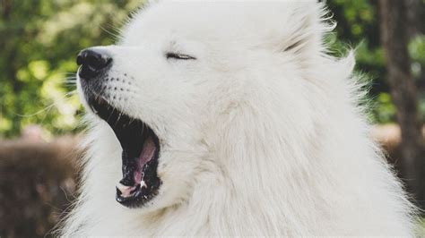 Wallpaper japanese spitz, dog, yawn, cute, fluffy hd, picture, image