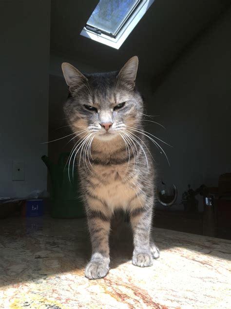 Caesar Divi Filius Augustus: The Divine Right and Rise of the Roman Empire