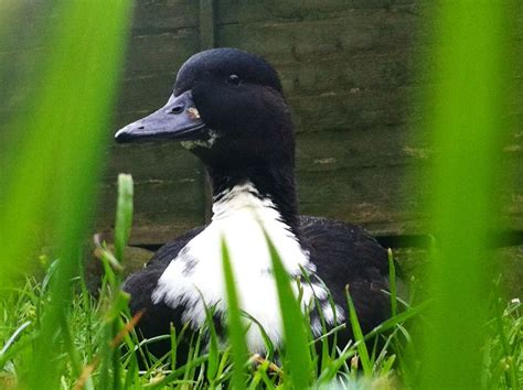 Black Swedish Ducks | BackYard Chickens - Learn How to Raise Chickens