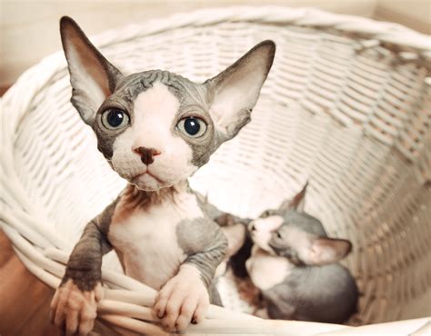 Sphynx Kittens - TICA Registered Sphynx Breeder VA