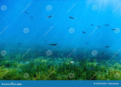 Freshwater Fish Swimming in the Clear Water, Underwater Wildlife Stock ...