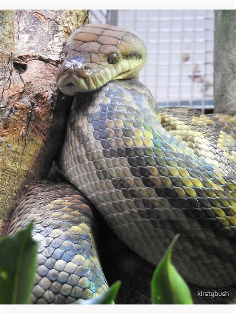 Image result for Amethystine Python Poster