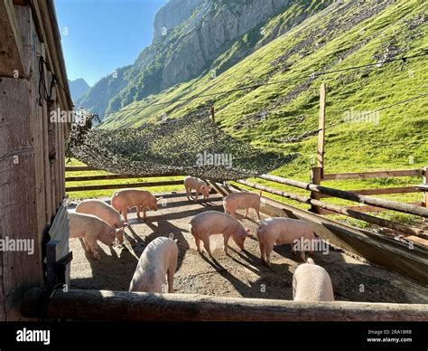 Alpine pigs hi-res stock photography and images - Alamy