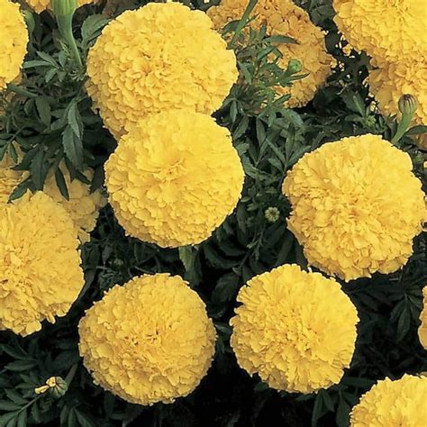 Bulk Marigold Seeds for Planting | Buy Online USA – Emma Garden