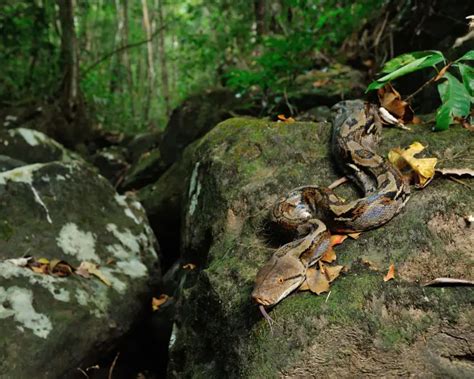 Reticulated Python Poop 的图像结果