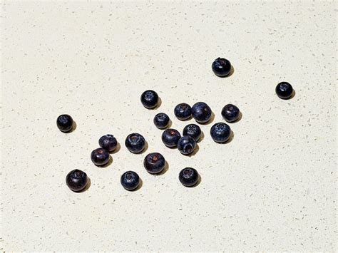 Can Dogs Eat Blueberries? Are Blueberries Good for | Sundays for Dogs