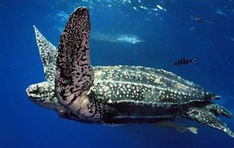 Sea Turtle Types 的图像结果