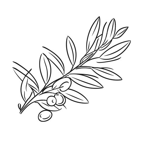 Olive Branch Doodle Coloring Sheet Outline Sketch Drawing Vector, Wing ...