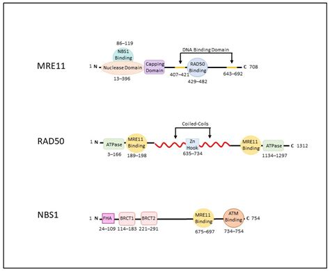 DNA Repair Mechanisms, Protein Interactions and Therapeutic Targeting ...