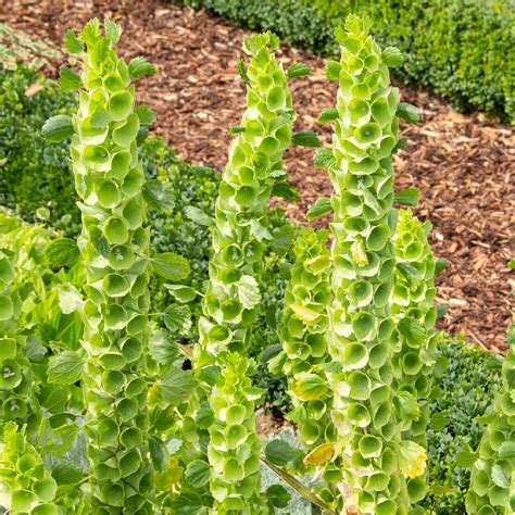 Where To Place Bells of Ireland In Feng Shui? (Characteristics ...