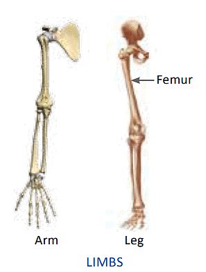 The Skeletal System - Science Class 5 PDF Download