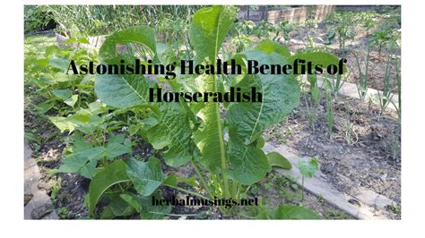 Astonishing Health Benefits Of Horseradish - Herbal Musings