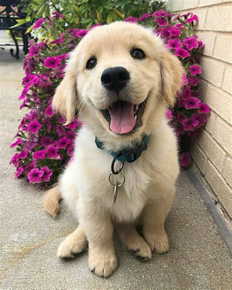 Golden Retriever’s Instagram profile post: “🐶Happy Puppy 👉 Happy Doggo🐶 ...