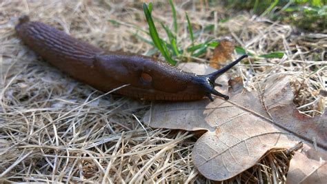 Slugs: How to Get Rid of Slugs in the Garden | The Old Farmer's Almanac