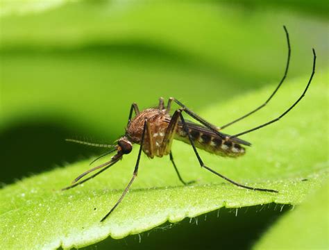 7 Ways to Repel Skunks From Your Yard or Garden