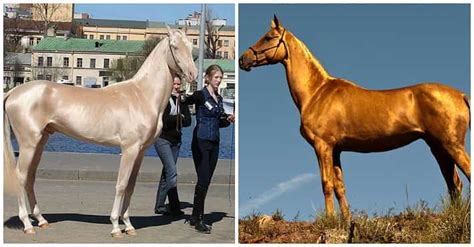 The Most Beautiful Animal In The World - मिलिए दुनिया के सबसे खूबसूरत ...