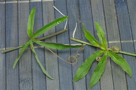 Passiflora caerulea