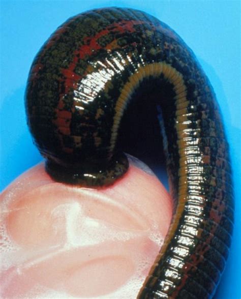 How to make a nightcrawler worm farm raising nightcrawlers – Artofit